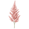Astilbe racines nues