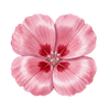 Graines de fleurs