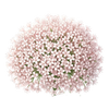 Graines d'herbes aromatiques