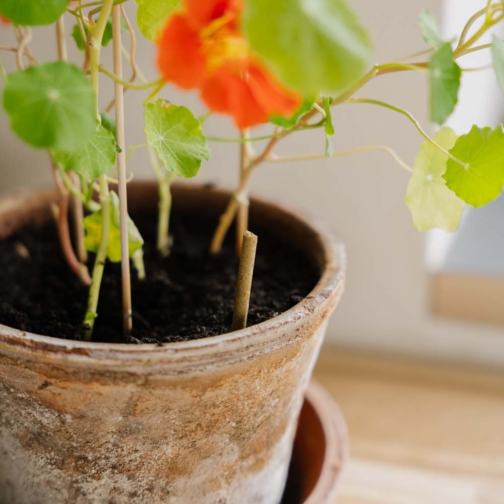 Bâtonnets d'engrais pour plantes d'intérieur, 30 pièces