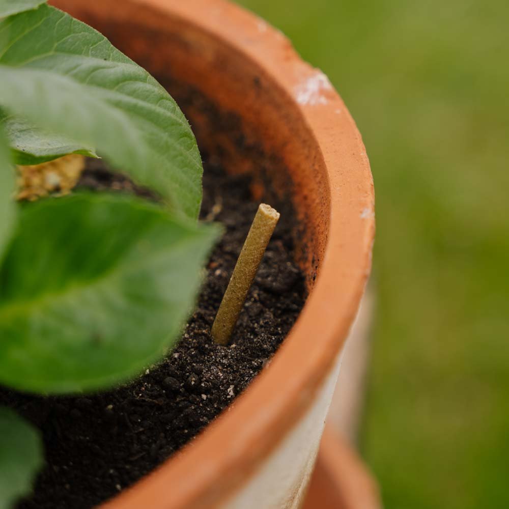 Bâtonnets d'engrais universels, 30 pièces