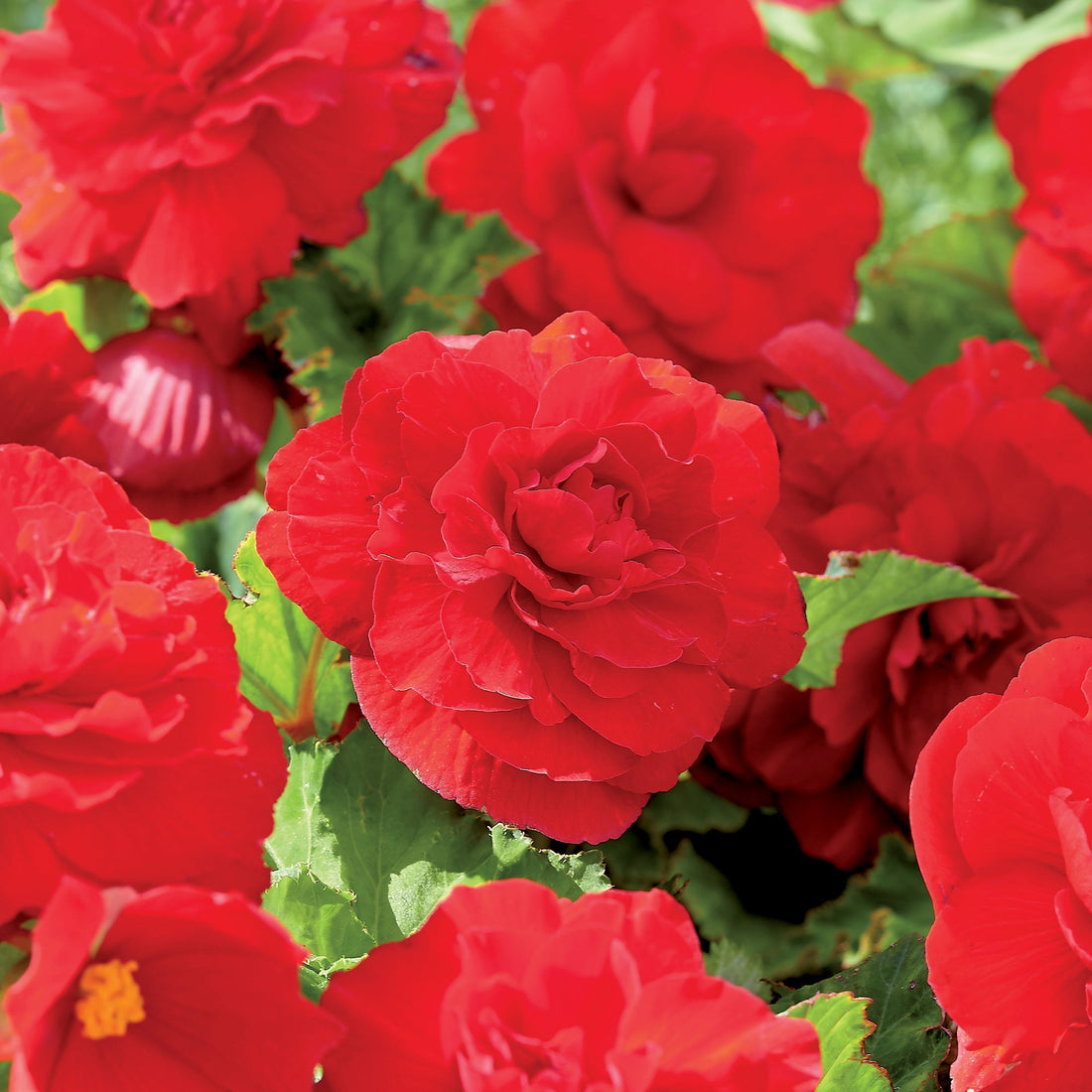 Bégonia 'Double Red'