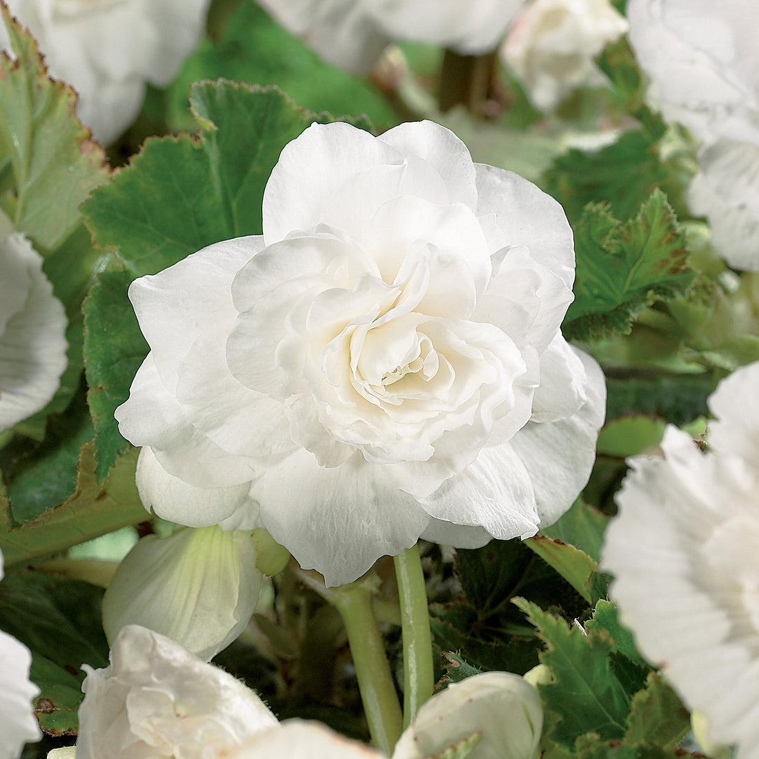 Bégonia 'Double White'
