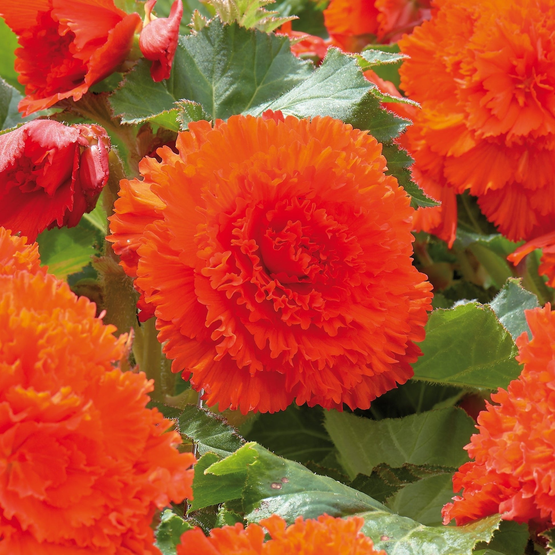 Bégonia 'Fimbriata Orange'