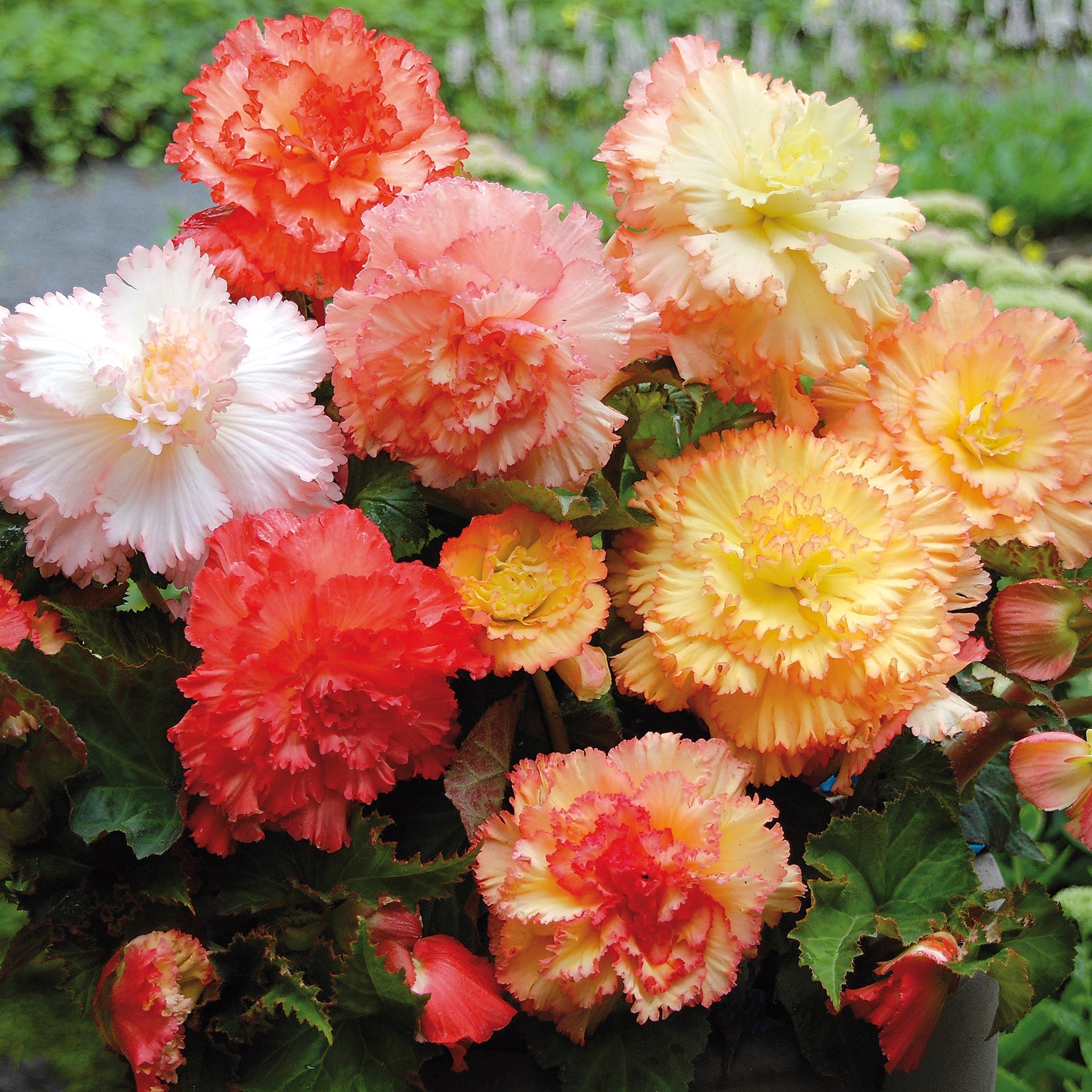 Bégonia 'Fimbriata Samba'