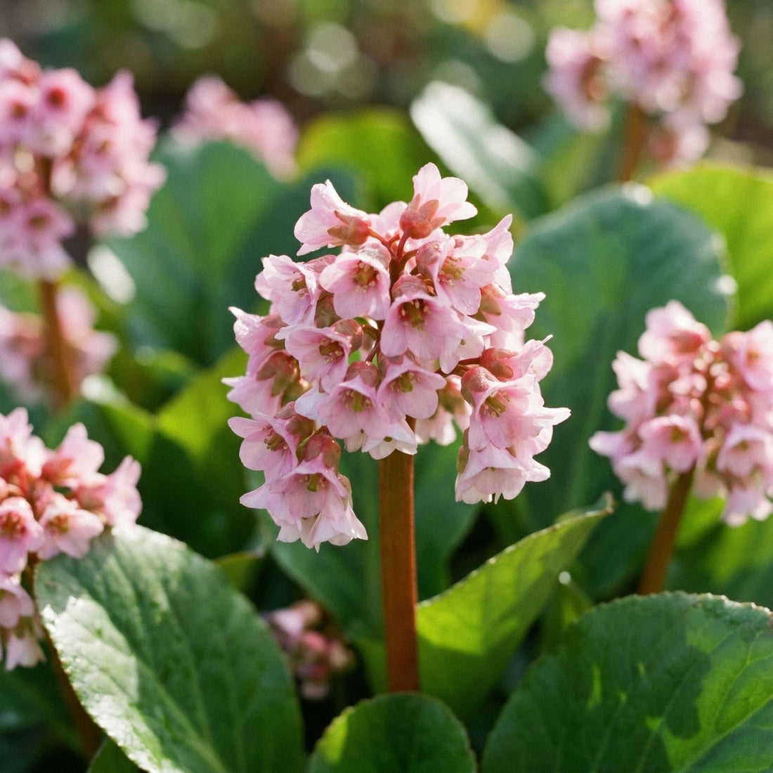 Bergénia, Bergenia 'Baby Doll'