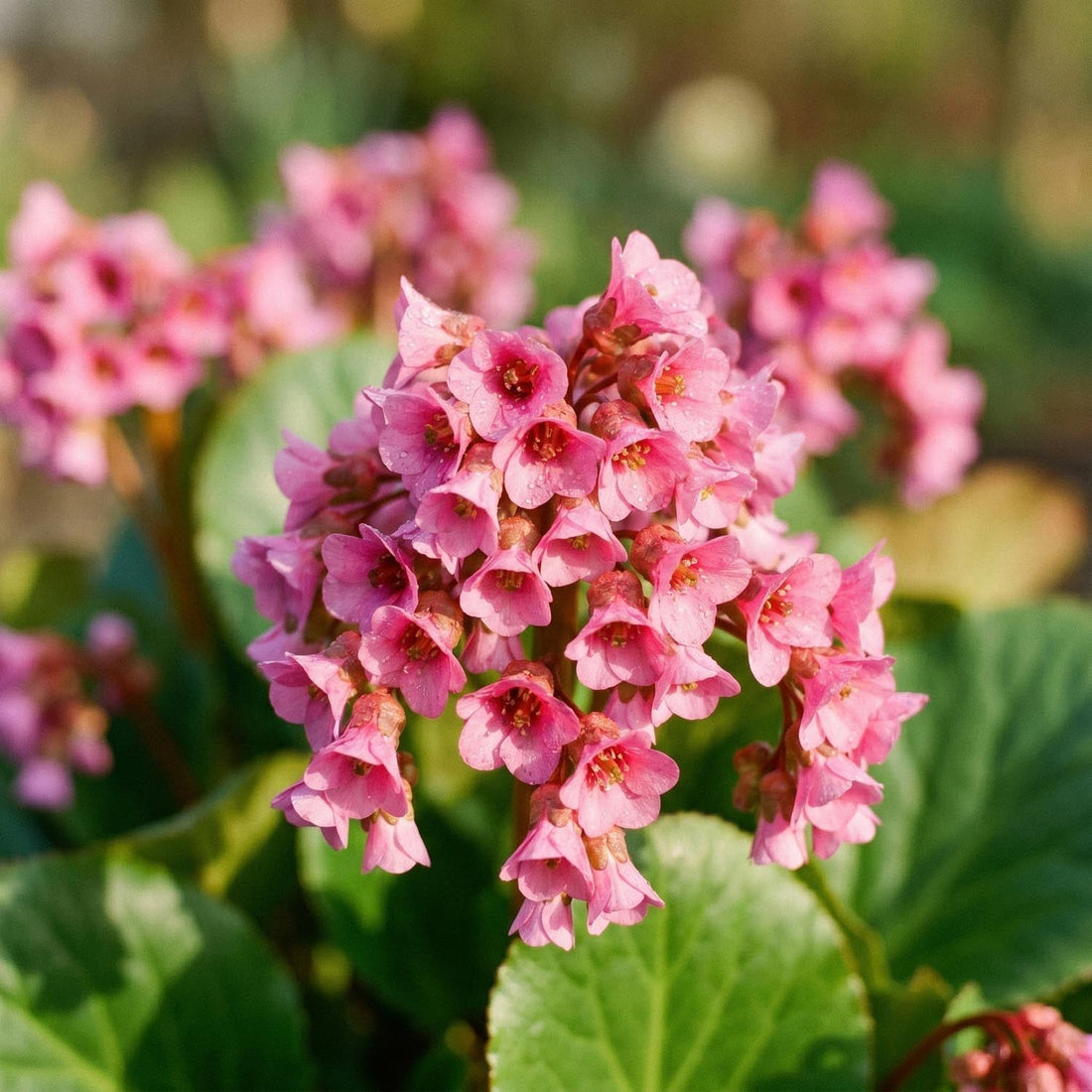 Bergénia, Bergenia 'Morgenröte'