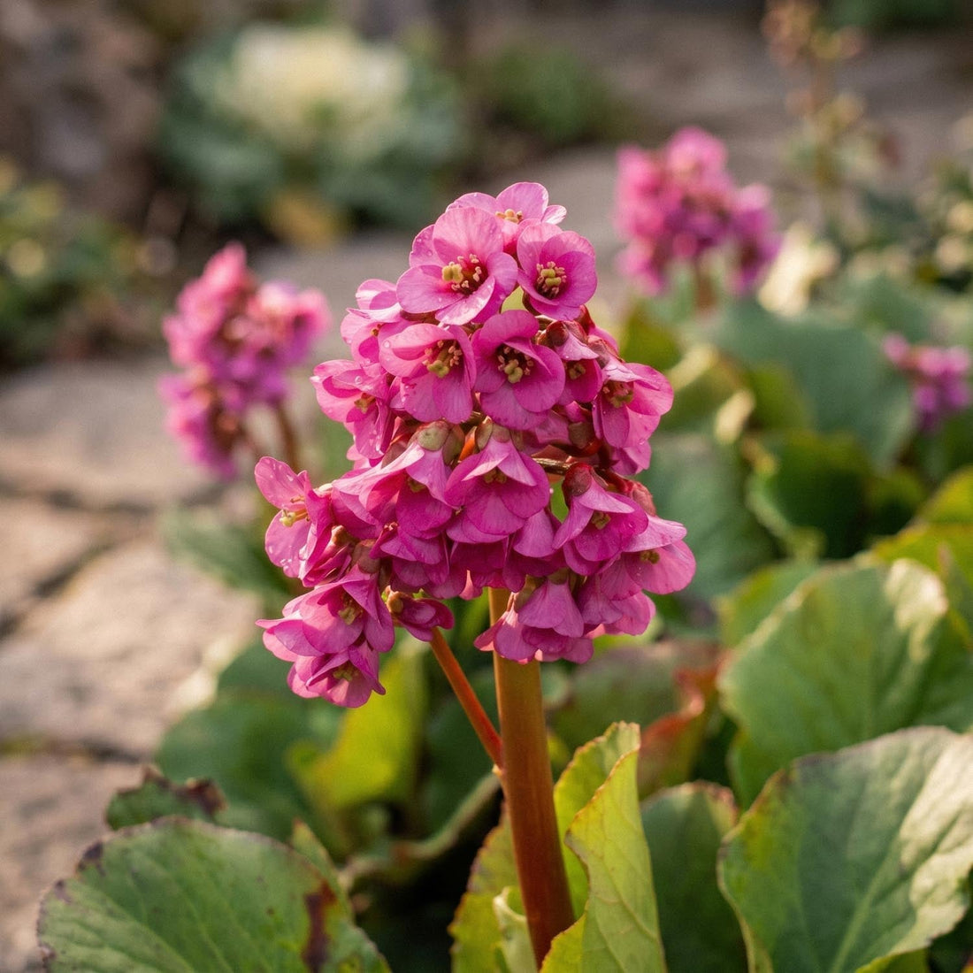 Bergénia, Bergenia 'Rotblum'
