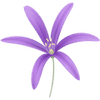Ixiolirion bulbes