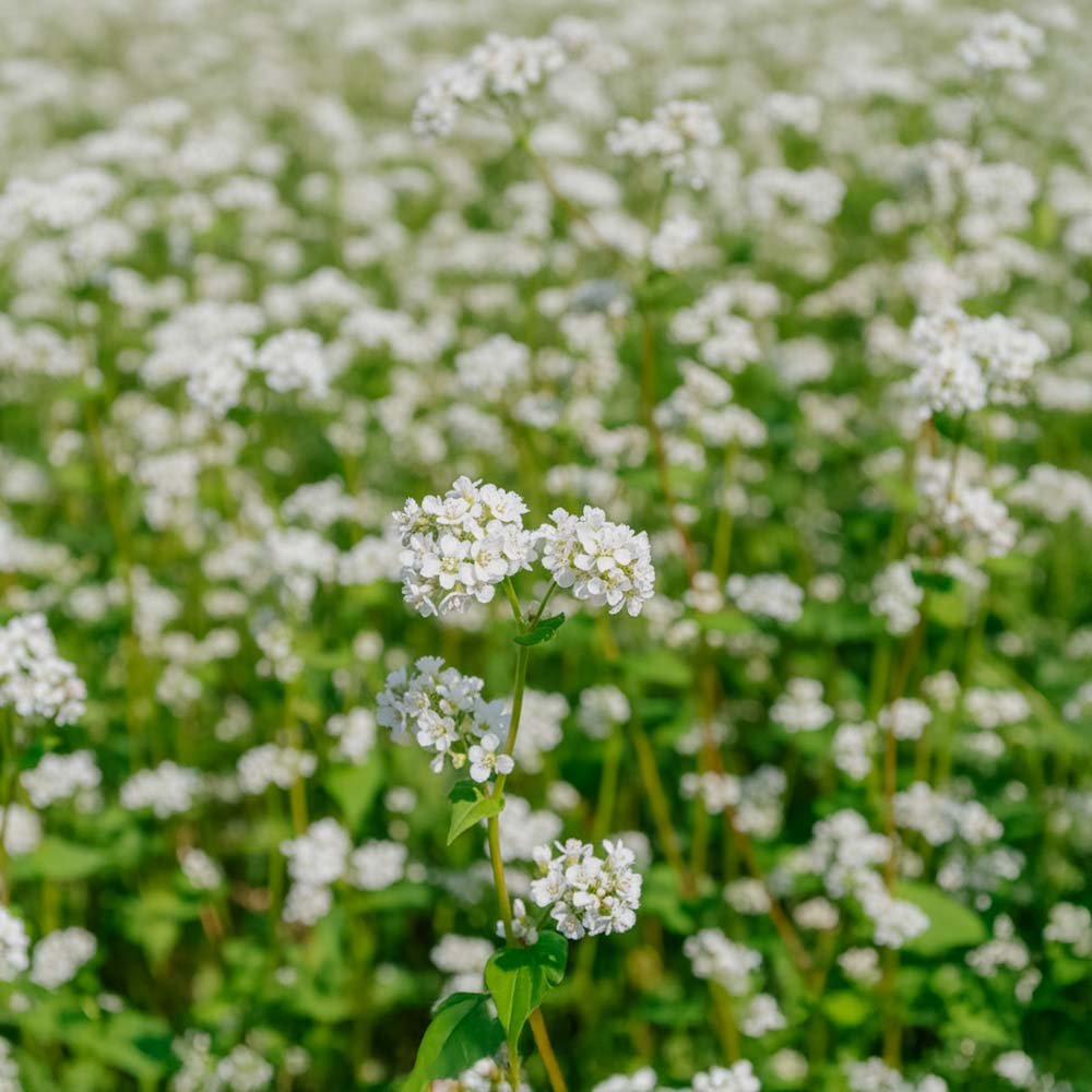 Blomsterblanding 'Bloom mix' (50 m²)