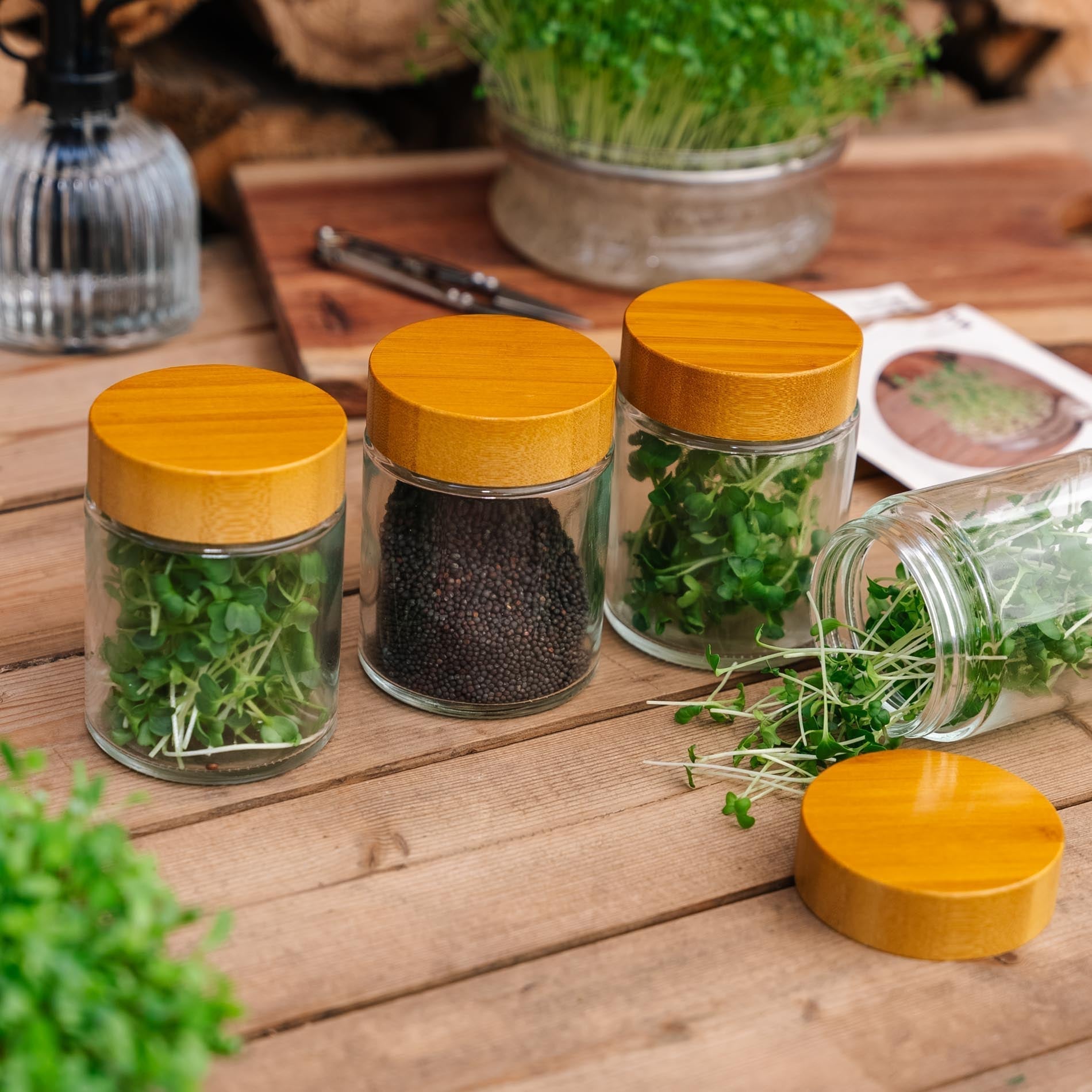 Boîtes de conservation en verre pour micropousses