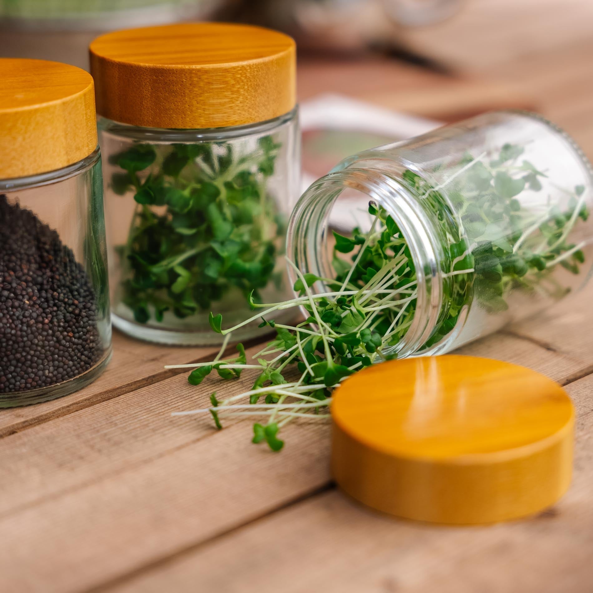 Boîtes de conservation en verre pour micropousses
