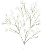 Gypsophile tiges