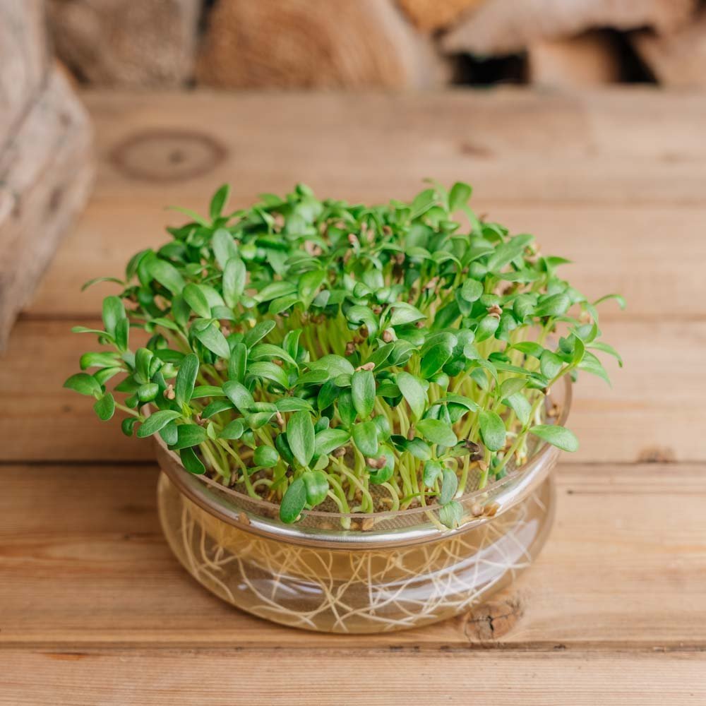 Bukkehorn microgreens graines - 500 Graines biologiques