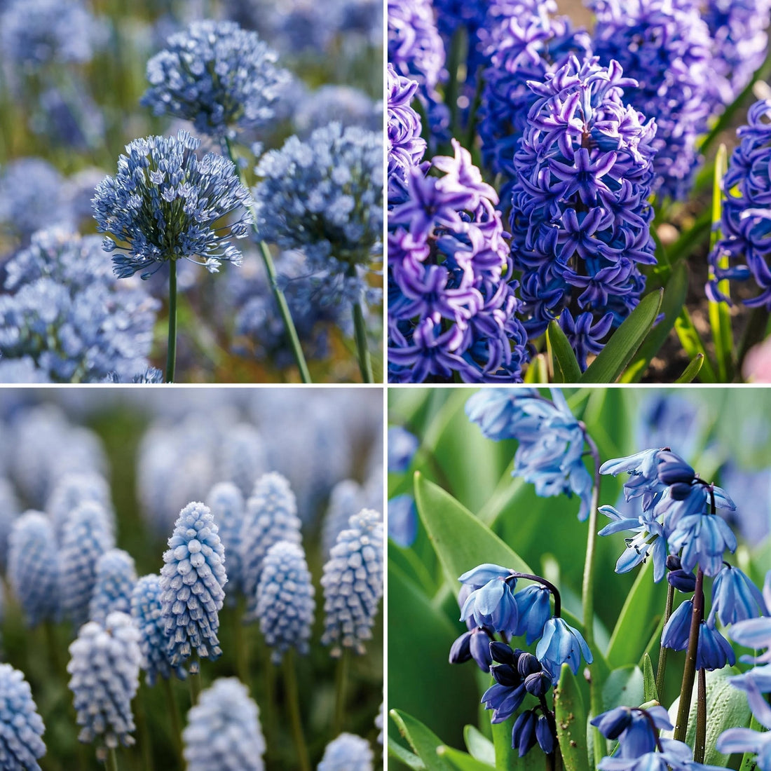 Bulbes en lasagne 'Bluebell Wood'