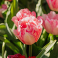 Bulbes en lasagne 'Blush & Breeze'