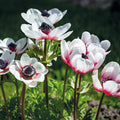 Bulbes en lasagne 'Feathered Rose'