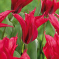 Bulbes en lasagne 'Feathered Rose'