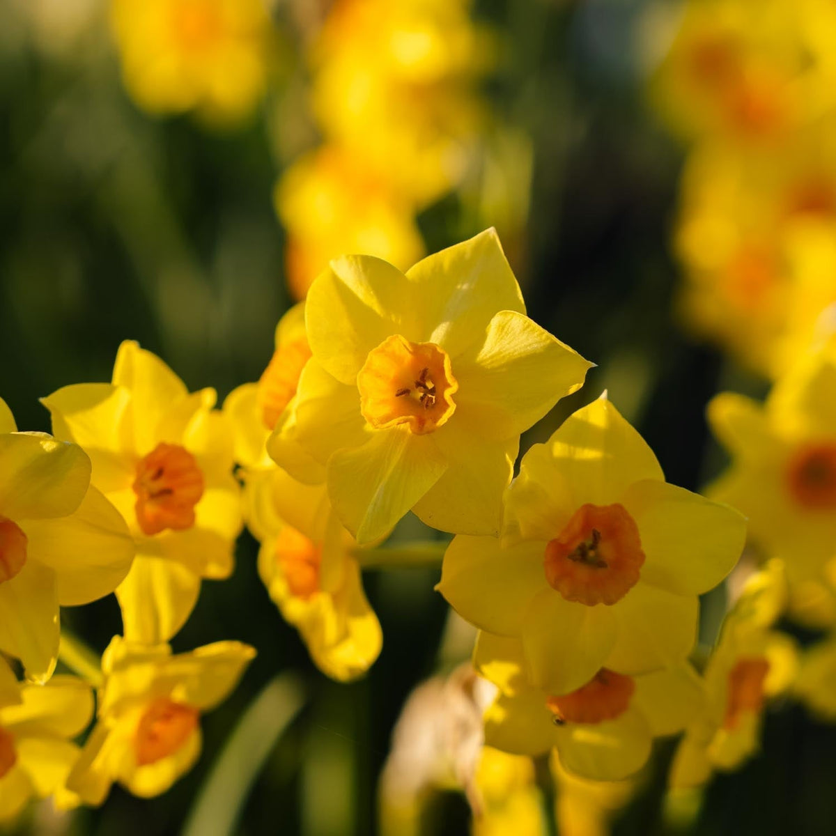 Bulbes en lasagne 'Golden Spring'
