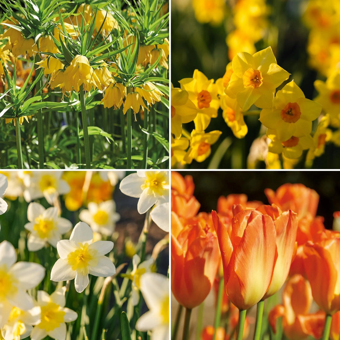 Bulbes en lasagne 'Golden Spring'