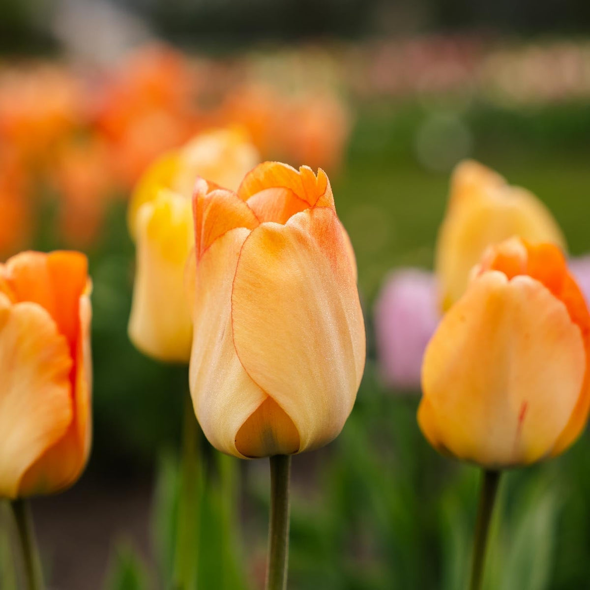 Bulbes en lasagne 'Golden Spring'