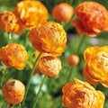 Bulbes en lasagne 'Golden Spring'