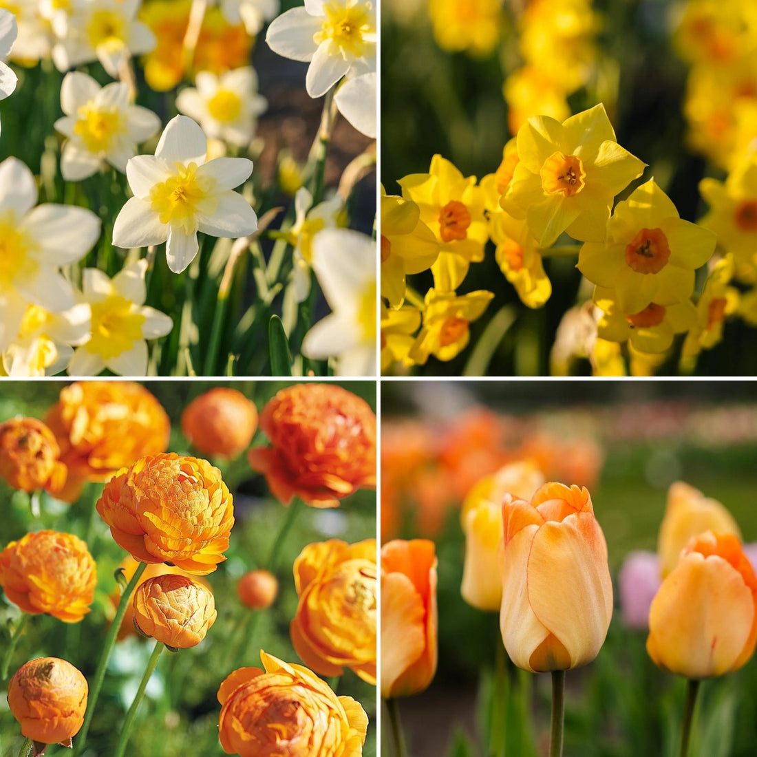 Bulbes en lasagne 'Golden Spring'