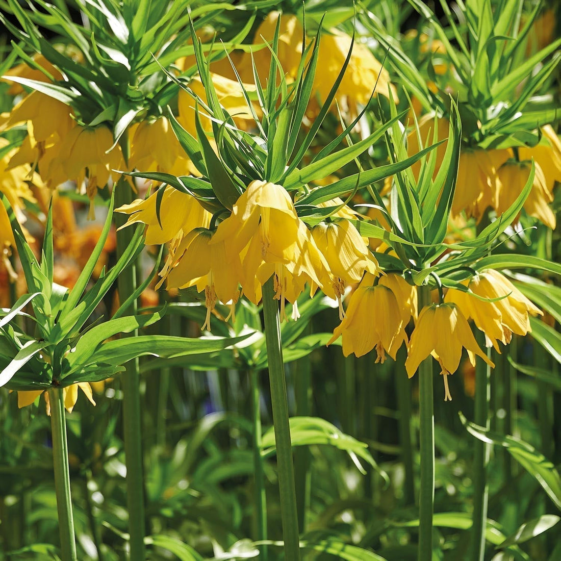 Bulbes en lasagne 'Golden Spring'