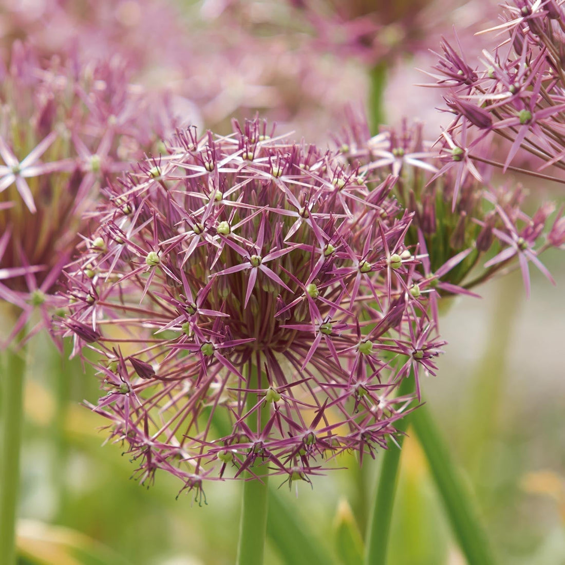 Bulbes en lasagne 'Lavender Mist'