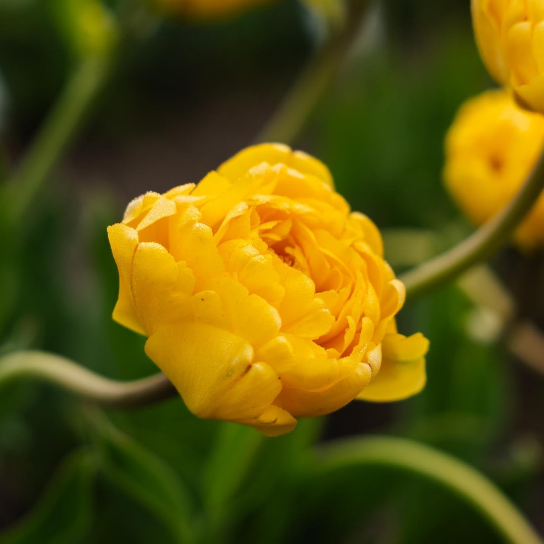 Bulbes en lasagne 'Lemon Breeze'