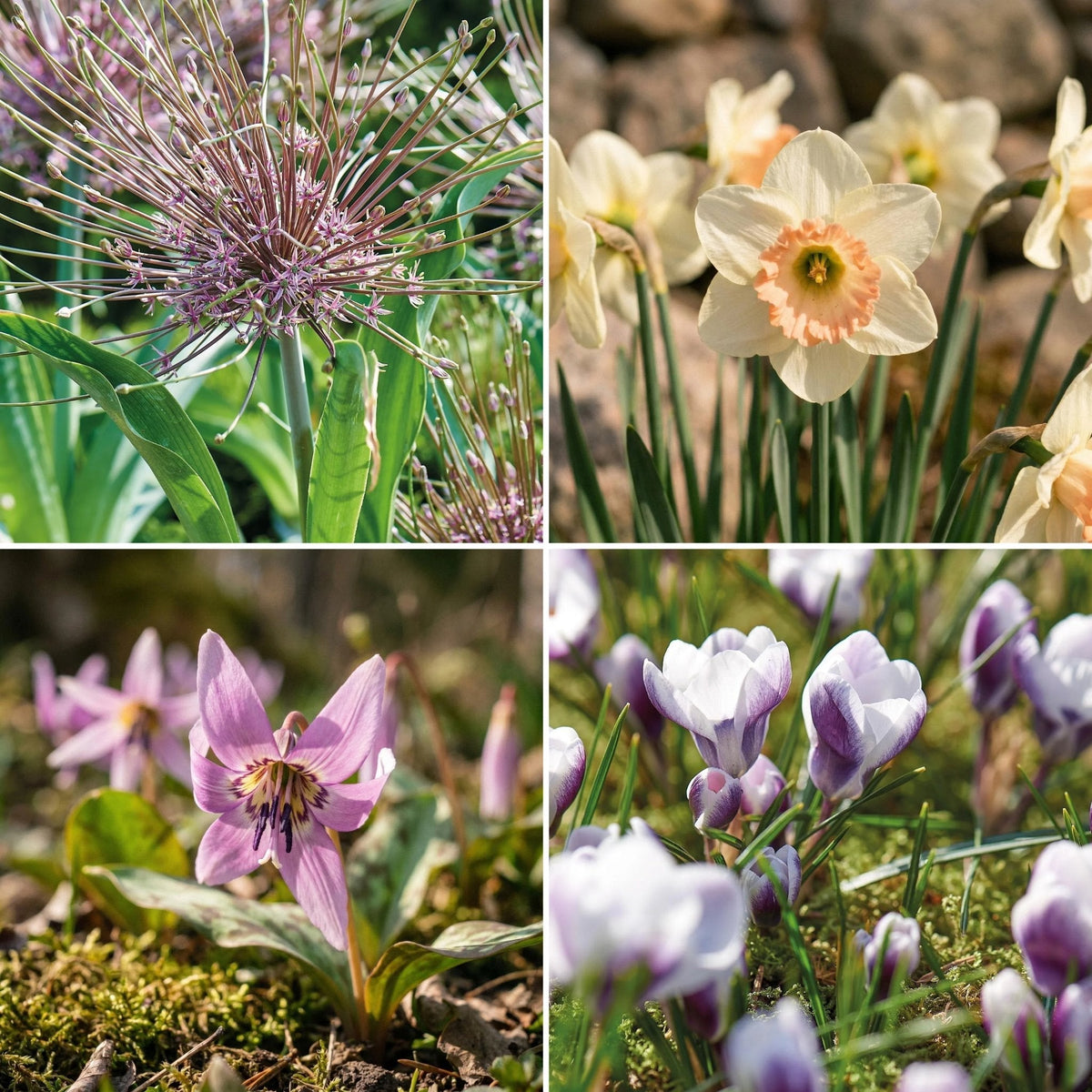 Bulbes en lasagne 'Lilac Lantern'