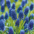 Bulbes en lasagne 'Midnight Blue'
