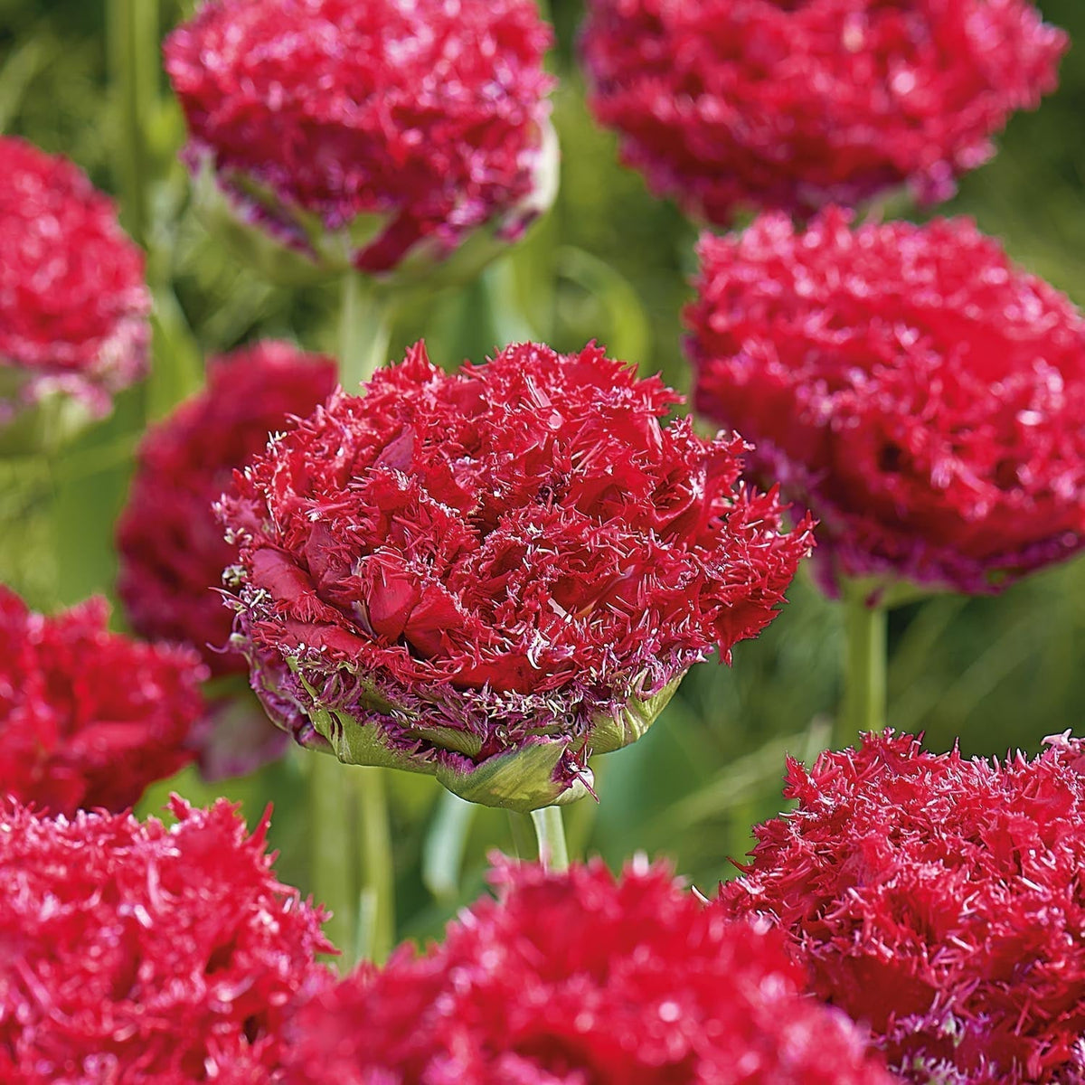 Bulbes en lasagne 'Postbox Garden'