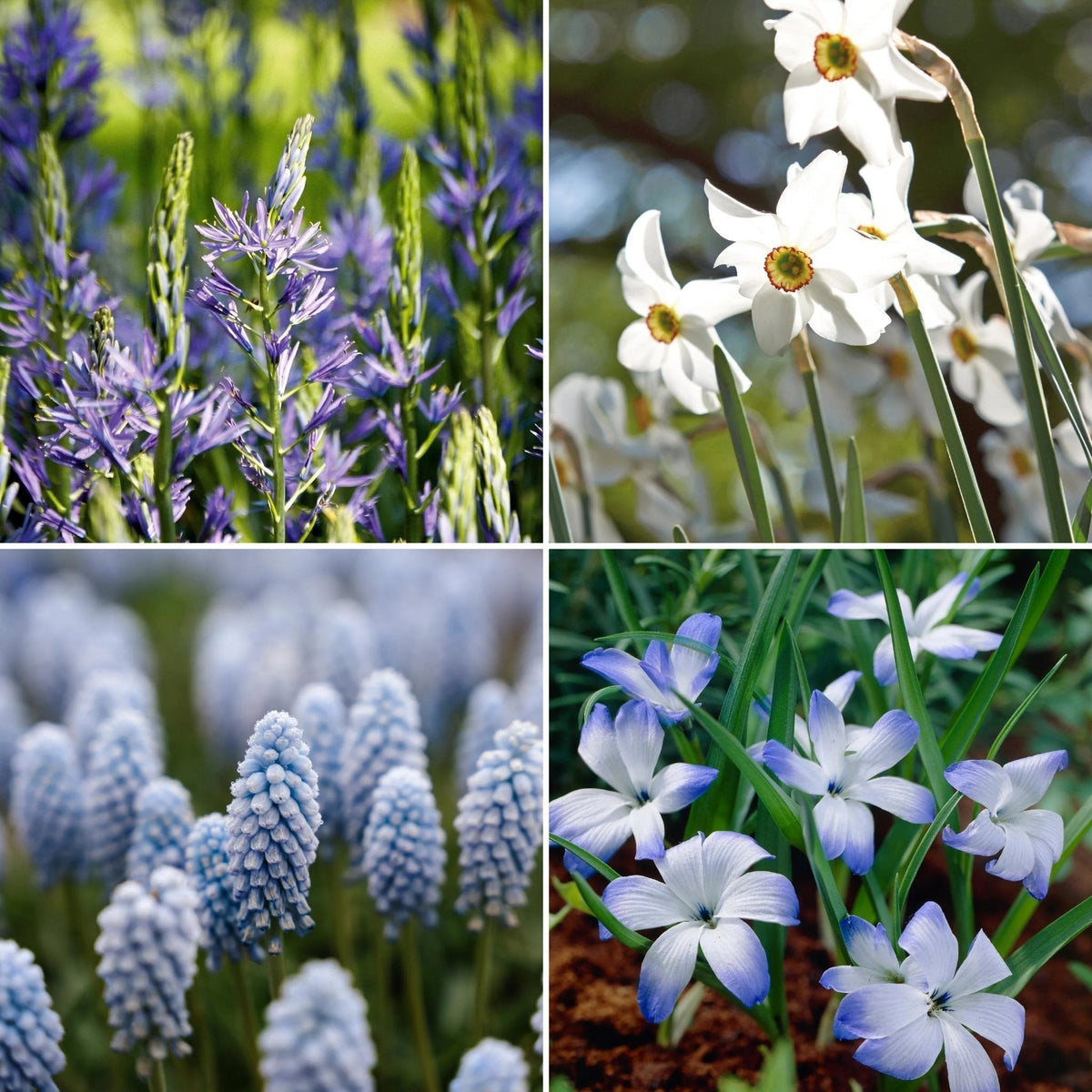 Bulbes en lasagne 'Prairie Starlight'