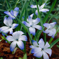 Bulbes en lasagne 'Prairie Starlight'