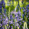 Bulbes en lasagne 'Prairie Starlight'