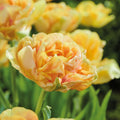 Bulbes en lasagne 'Prairie Whisper'
