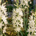Bulbes en lasagne 'Prairie Whisper'