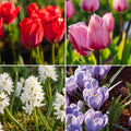 Bulbes en lasagne 'Scarlet Frost'