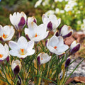 Bulbes en lasagne 'Shadow Marble'
