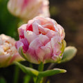 Bulbes en lasagne 'Spring Sorbet'