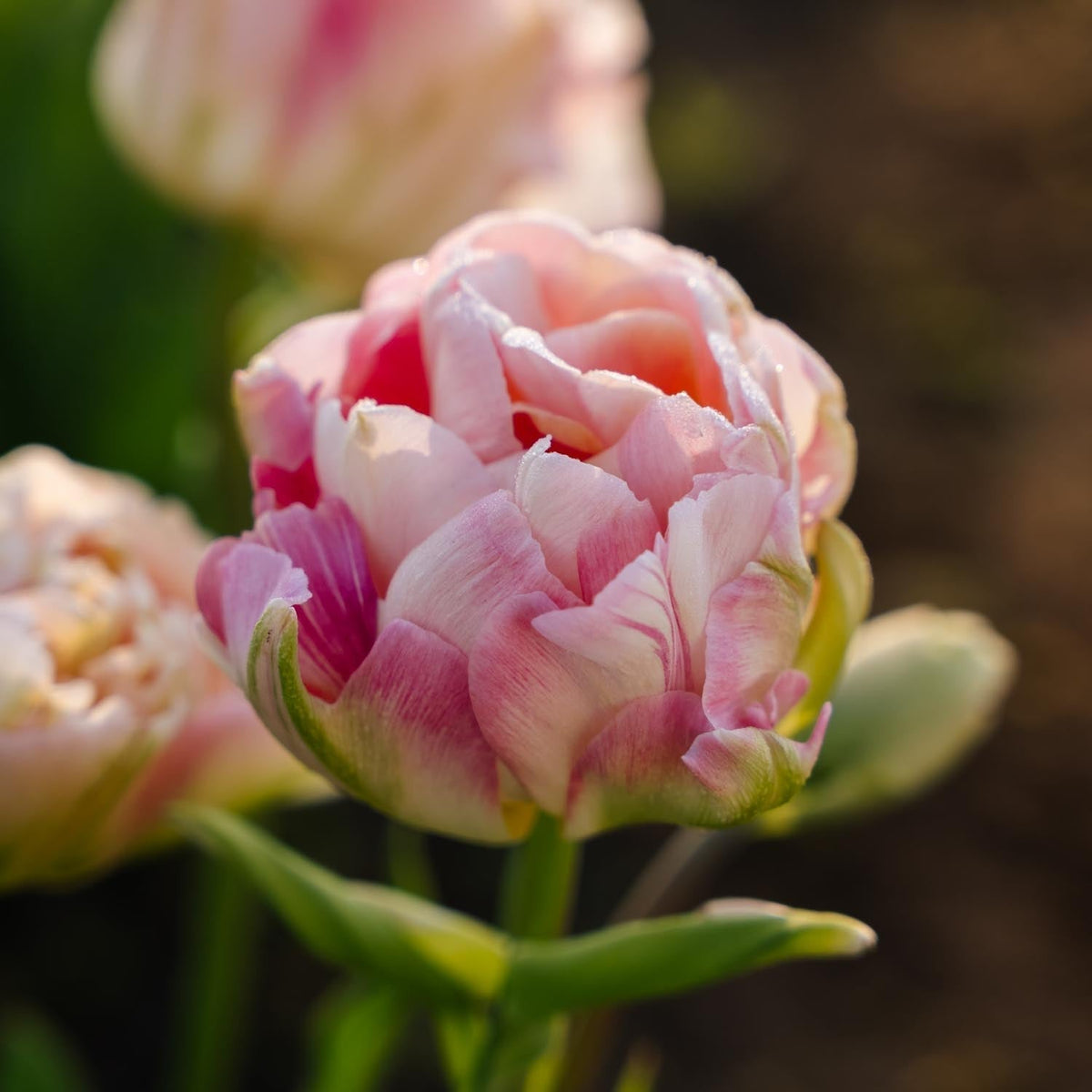 Bulbes en lasagne 'Spring Sorbet'