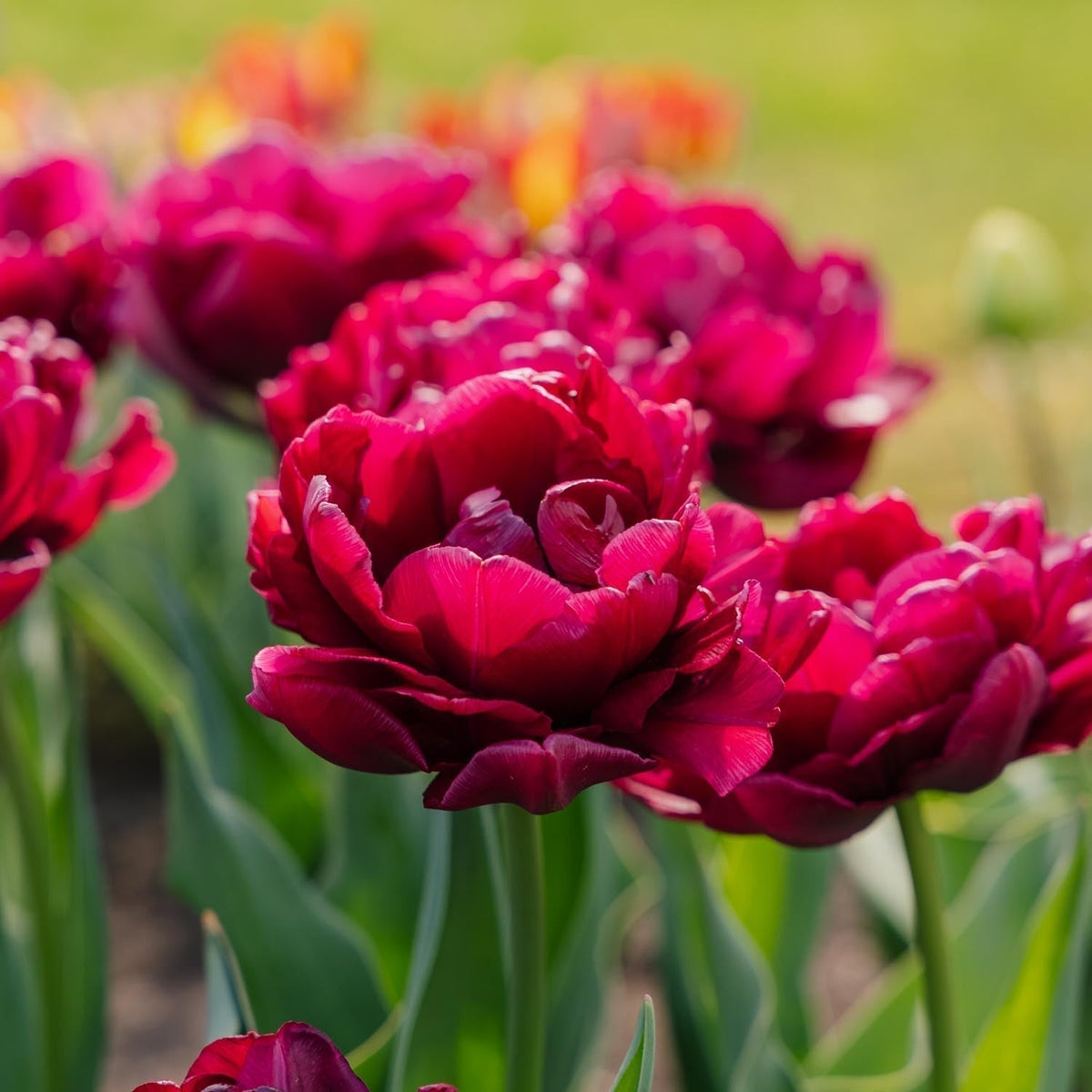 Bulbes en lasagne 'Spring Sorbet'