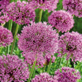 Bulbes en lasagne 'Spring Sorbet'