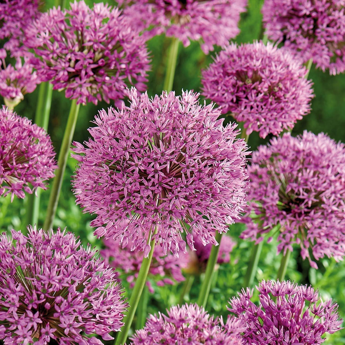 Bulbes en lasagne 'Spring Sorbet'