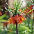 Bulbes en lasagne 'Teal and orange'