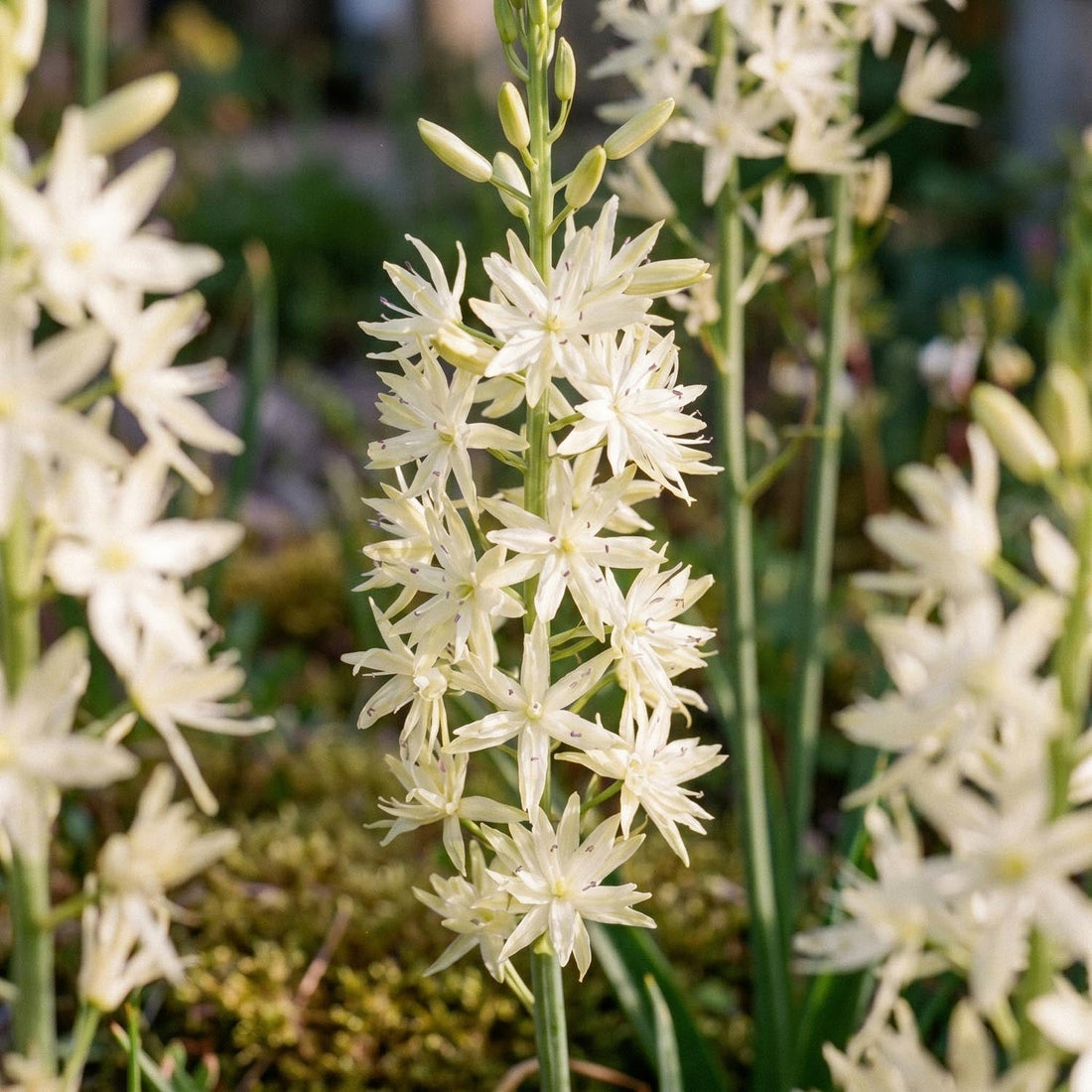 Camassia 'Alba'