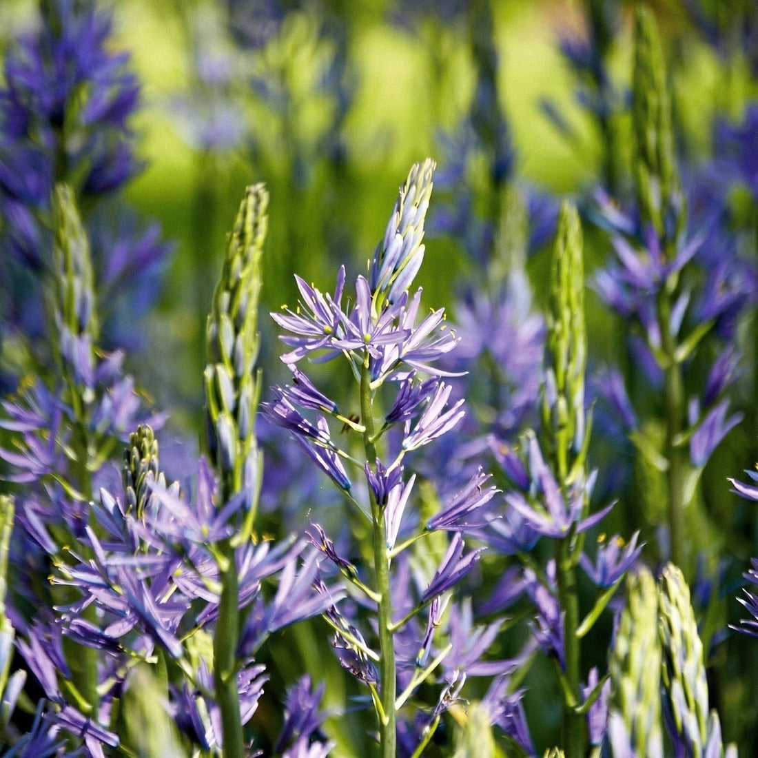 Camassia 'Caerulea'