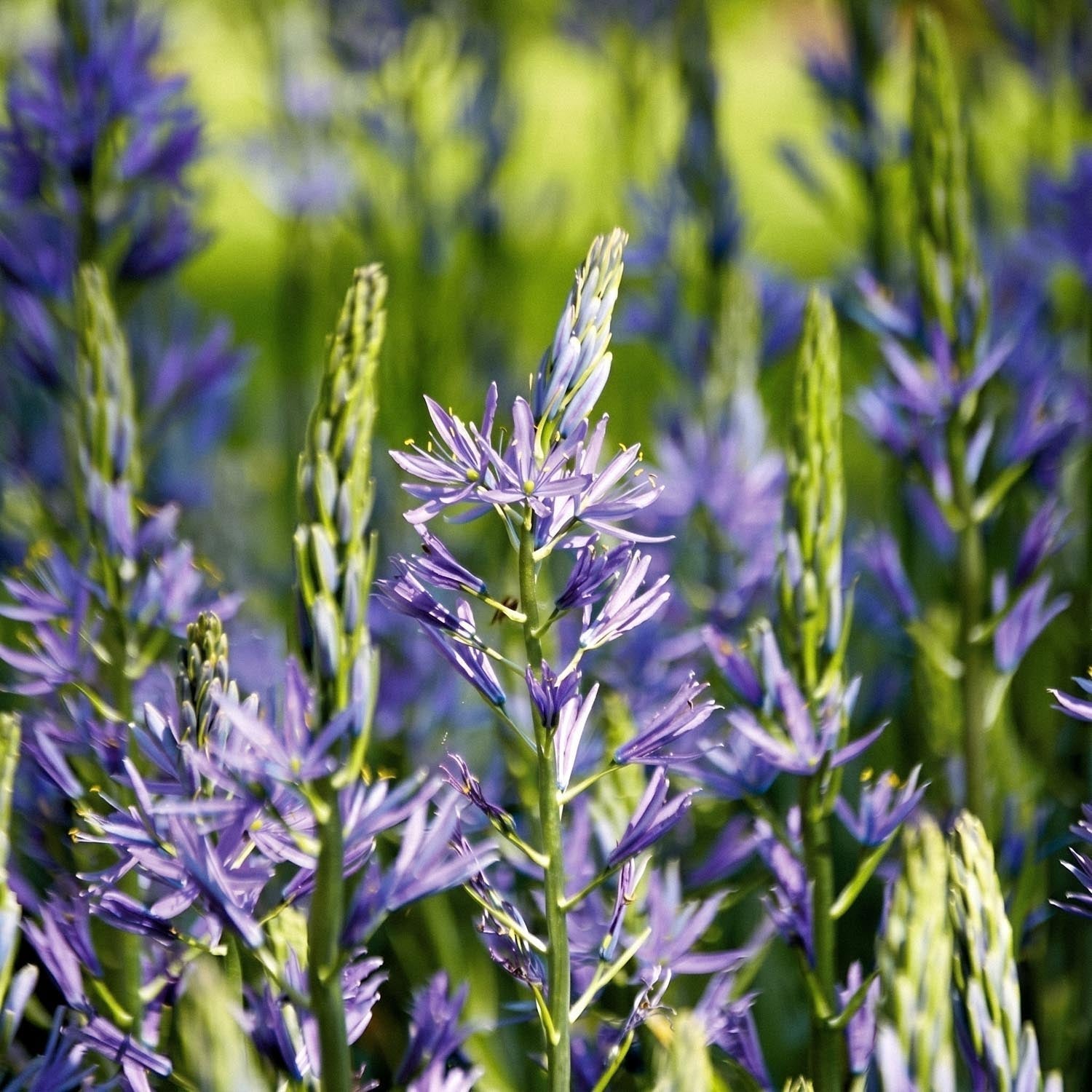 Camassia 'Caerulea'