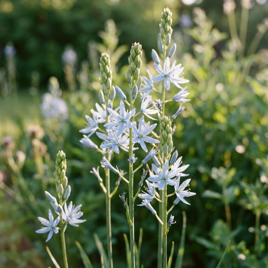Camassia 'Cusickii'